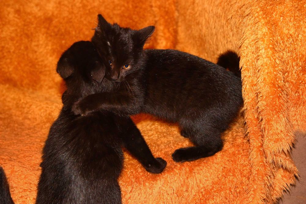 Oddam młode koty w dobre ręce