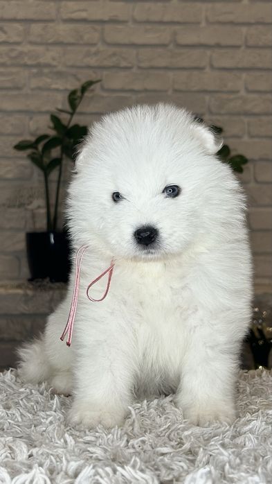 Samoyed/Самоїд дівчинка