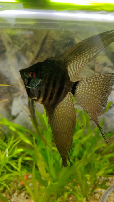 Skalar pinoy zebra blue koi