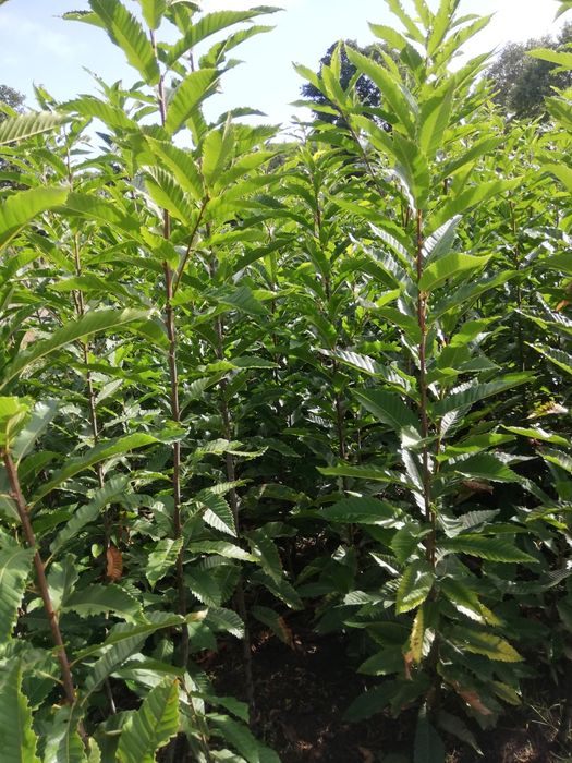 Castanheiros bravos / Nogueiras para plantação