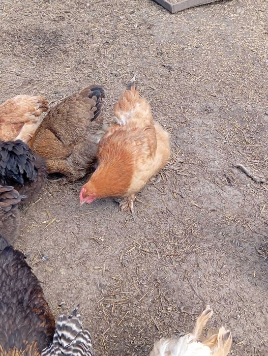 Sprzedam kury kochin olbrzymi