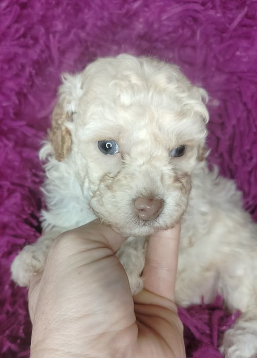 Pudel Toy, miniatura, apricot-beżowy