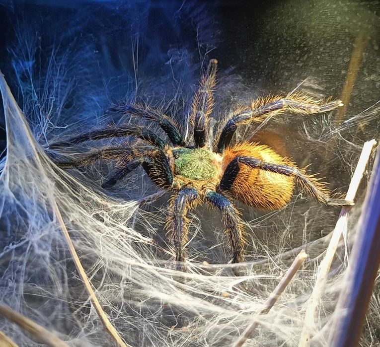 Ptasznik Chromatopelma cyaneopubescens L2/L3 [IDEALNY NA ŚWIĘTA]