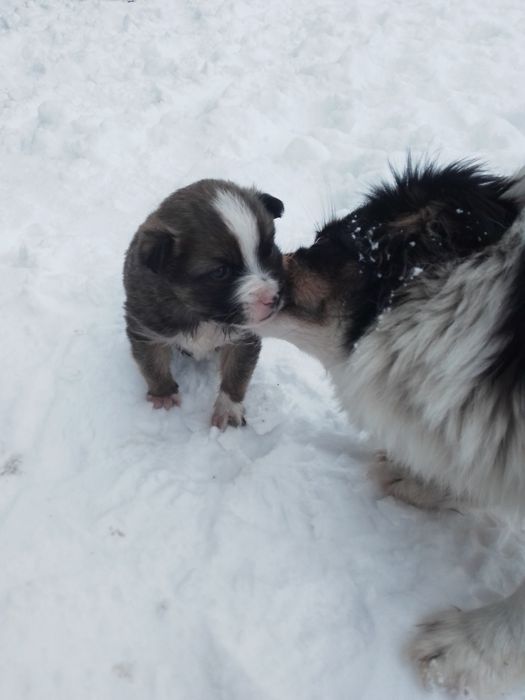 Ваш охоронець)Так,це він))