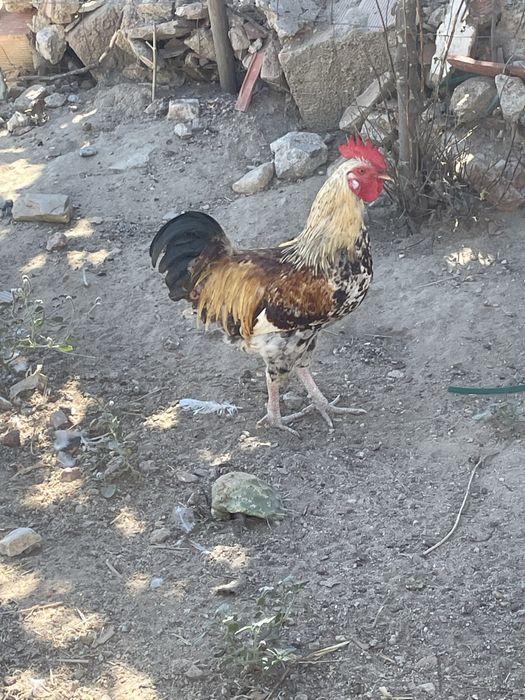 Frangos para engorda