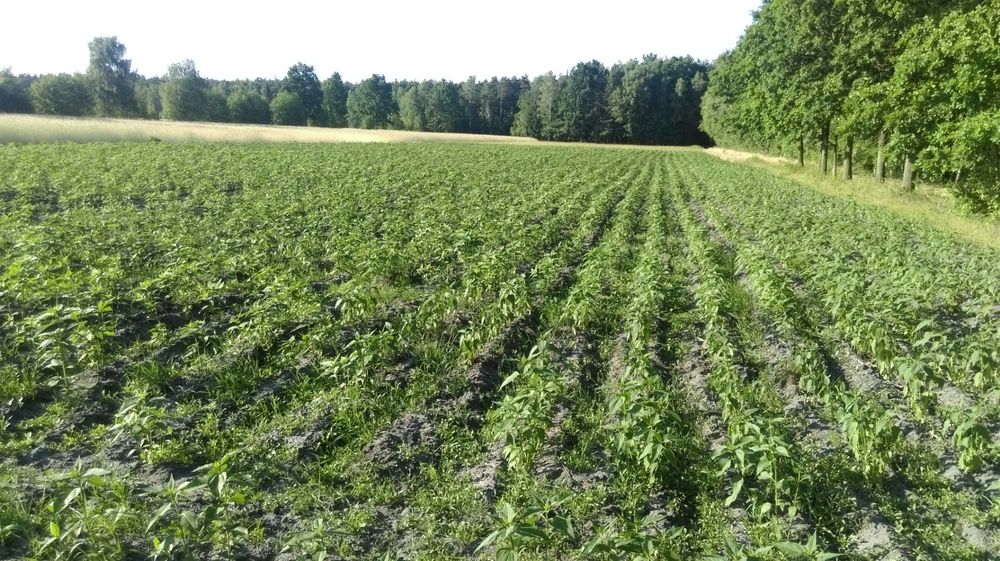 Topinambur Sadzonka  Wysyłka