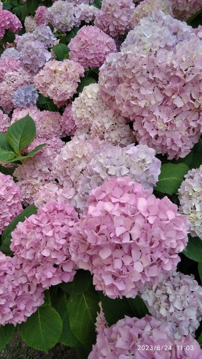 Продаются гортензии