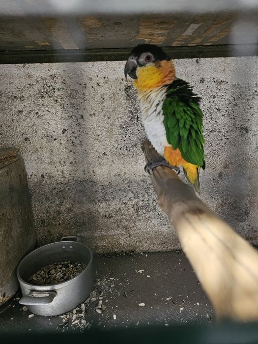 Marianinha de cabeça preta