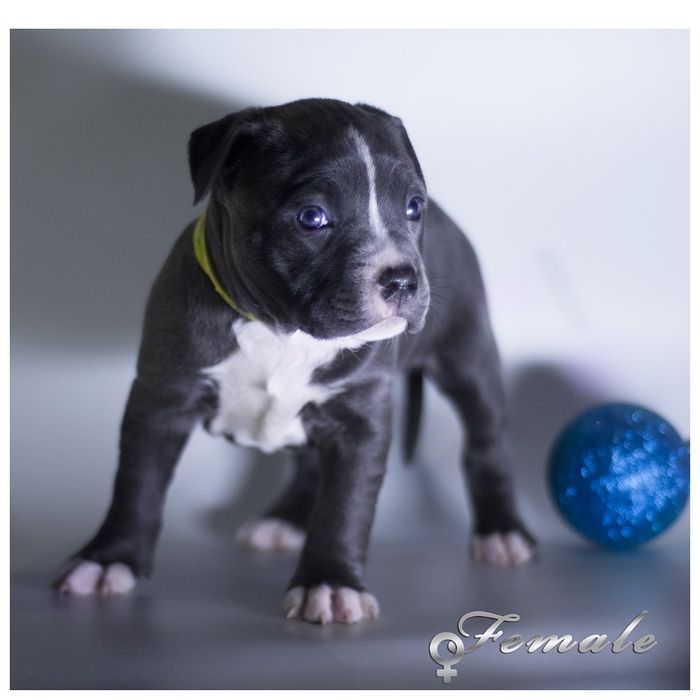 Найгарніші блакитні Амстаффіки