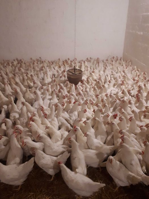 Kury nioski młode Rosa Leghorn Messa z własnej hodowli Dowóz Gratis
