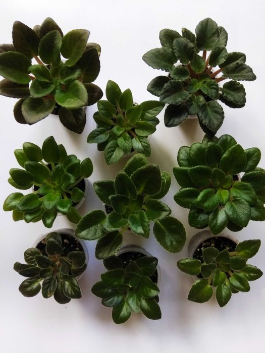 Фіалки міні/напівміні набори