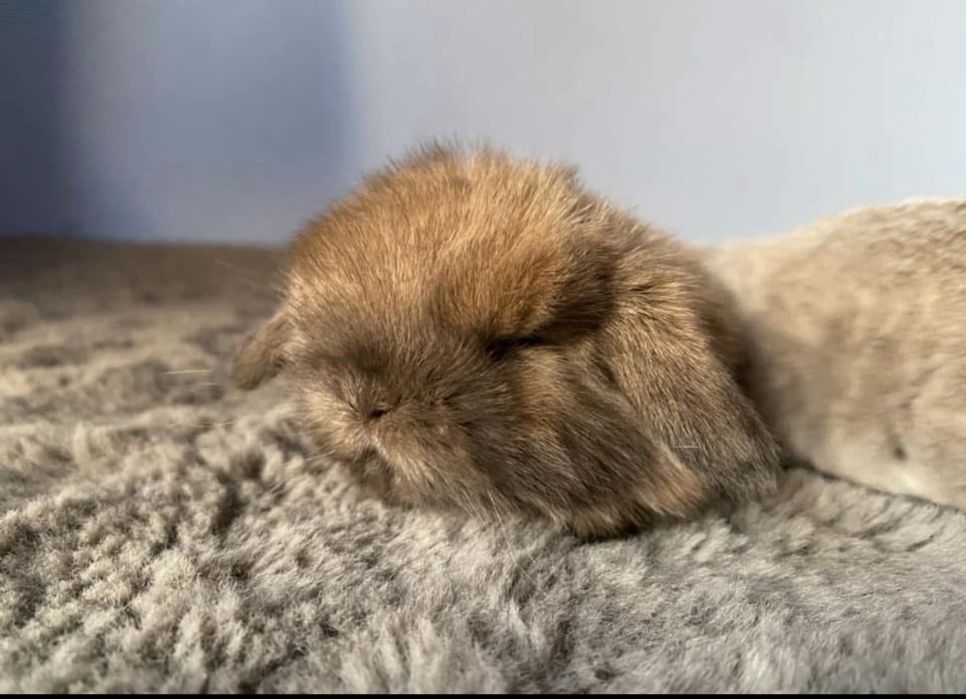 Mini lop/metryka/maluch