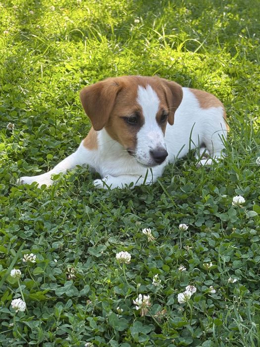 Jack Russell Terrier –  suczka Jagoda