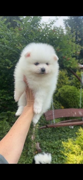 Szpic miniaturowy pomeranian sunia biała