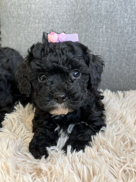 Maleńka suczka cavapoo gotowa do odbioru