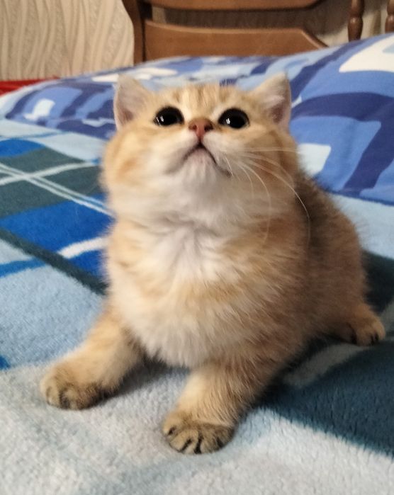 Золотой кот приглашает на вязку!