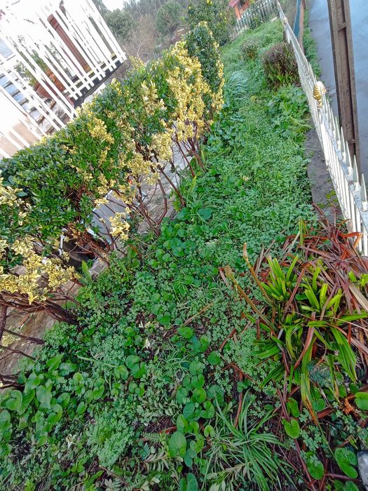 Limpeza e manutenção de jardins