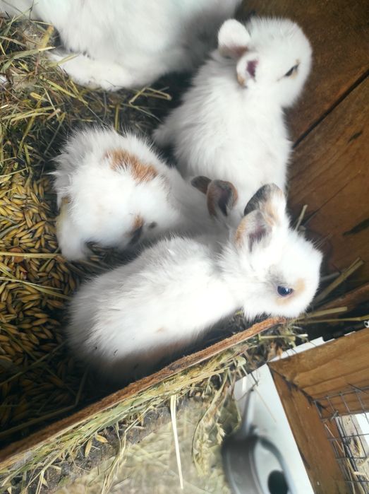 Witam posiadam na sprzedaż króliczki