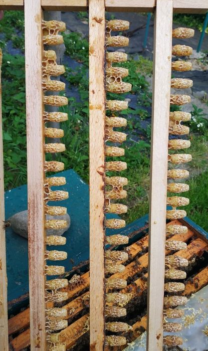 Бджолине Маточне Молочко