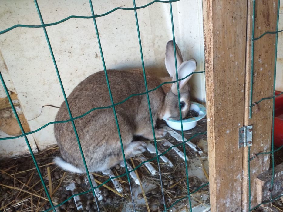 Coelhos para venda