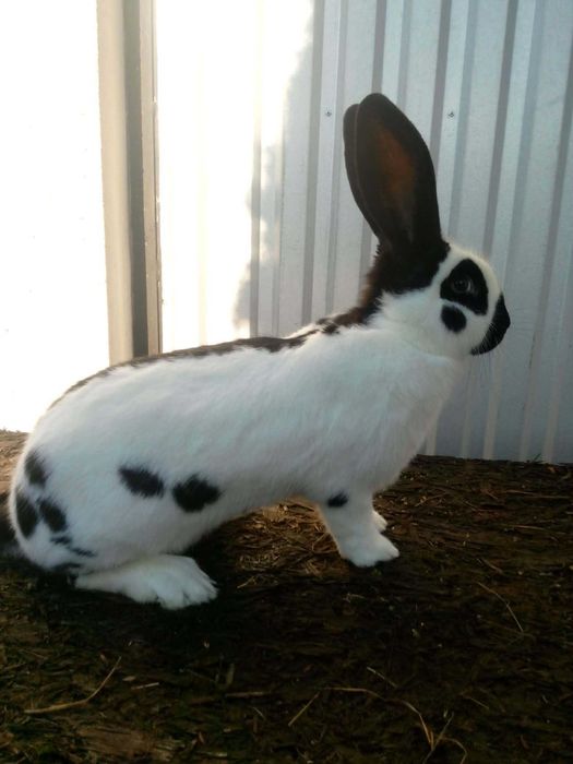 Srokacze  niemieckie  osc