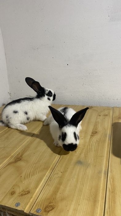 Кролики німецький строкатий