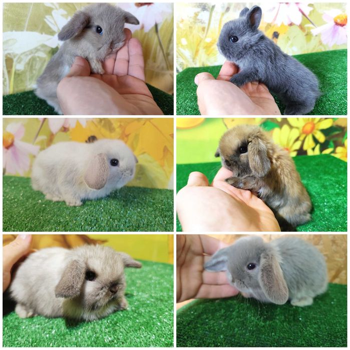 Hodowla Mini REX LOP Karzełek Niderlandzki królik miniaturka baranek