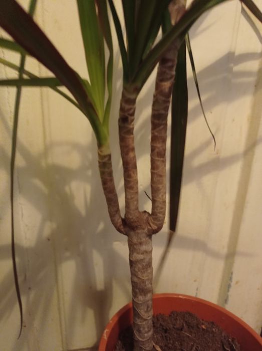 Драцена Маргината.