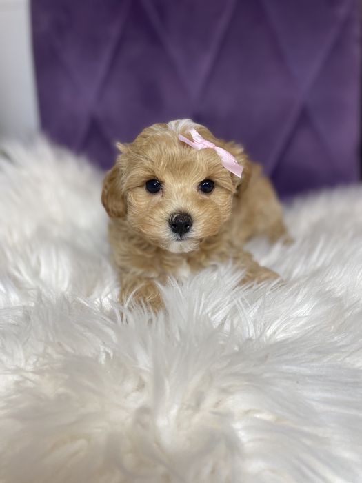 Міні мальтіпу