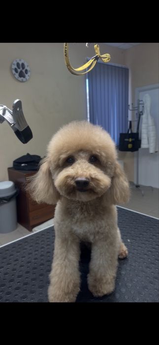 Стрижка собак. Грумінг для ваших улюбленців.