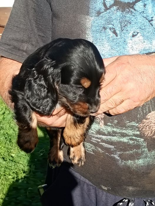 Suczka Cocker Spaniel