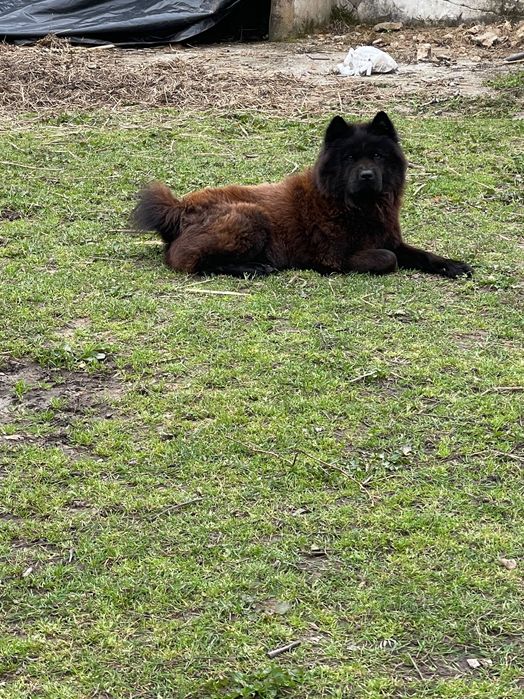 Hotel & Park Cães & Cia.