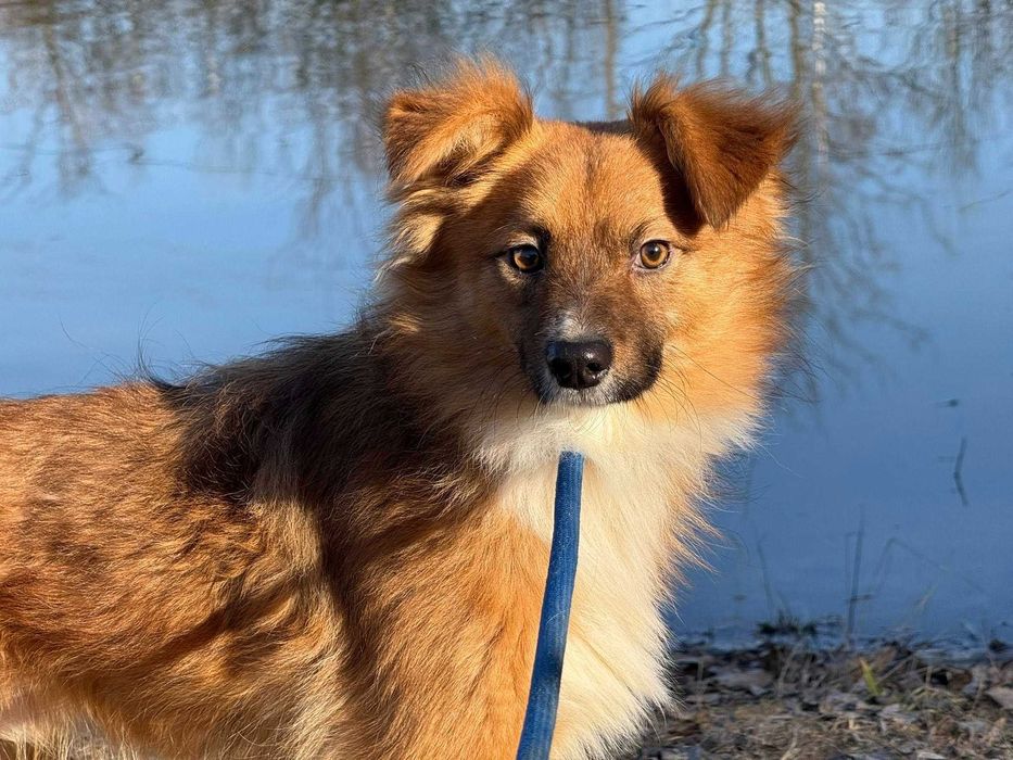 "Jeżeli mnie oswoisz będziemy się nawzajem potrzebować". Wycofany Fox o lisiej urodzie do adopcji