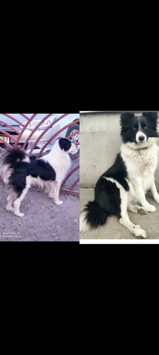Bordery collie pieski