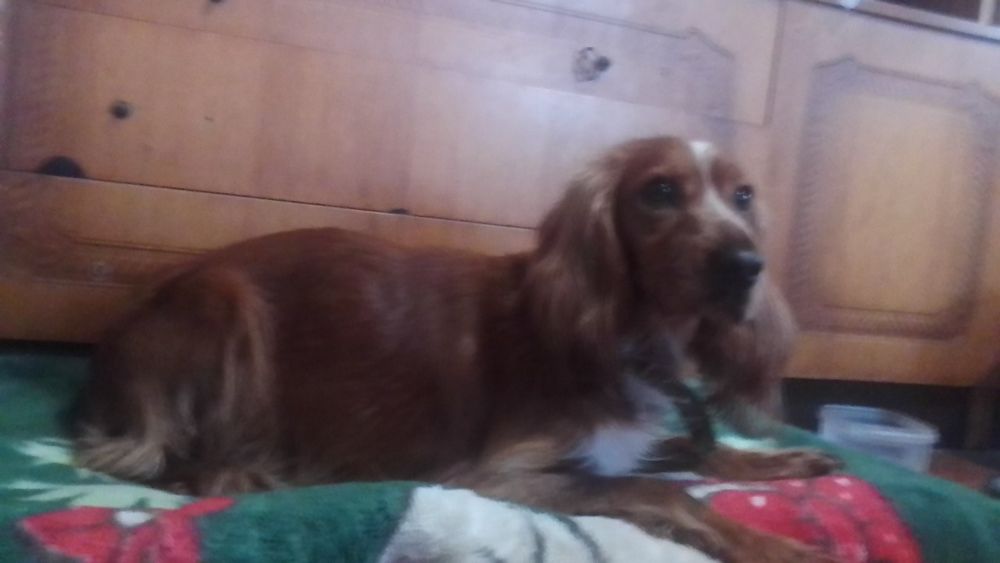 Продам собаку англійський кокер спанієль хлопчик