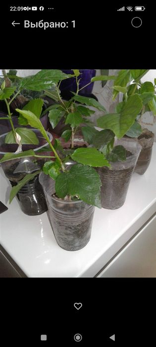 Гібіскус кольору темний бордо.