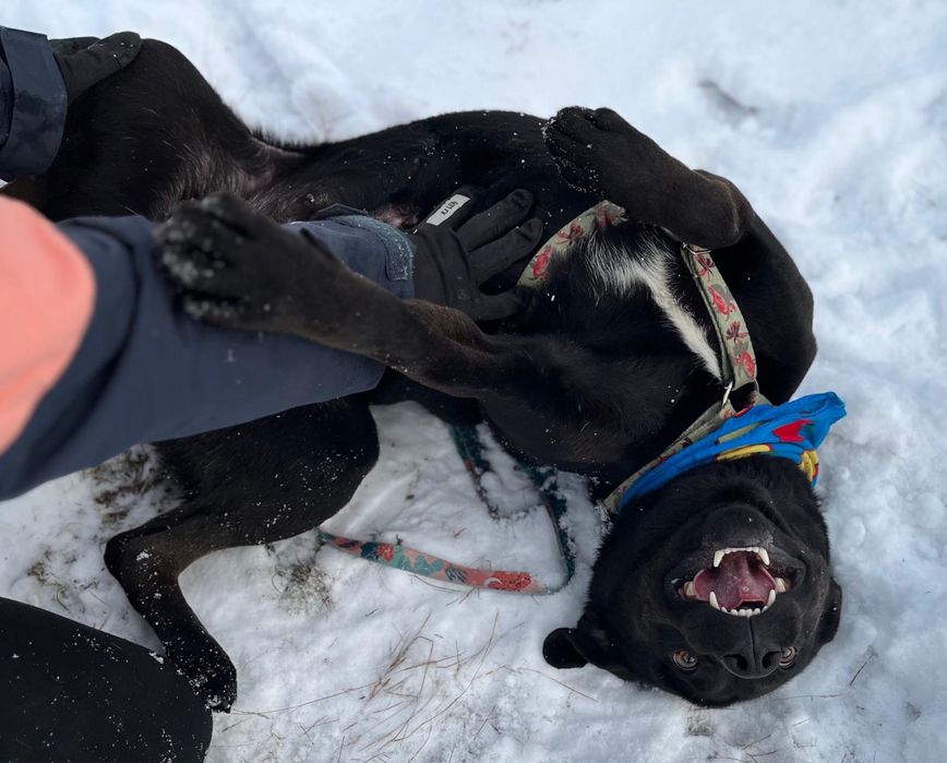 Wronka w typie labradora do adopcji ze schroniska