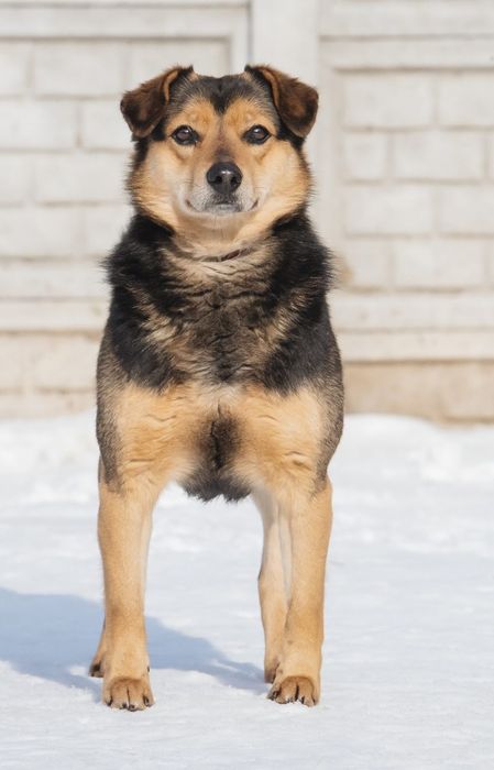 Bryk poleca się do adopcji