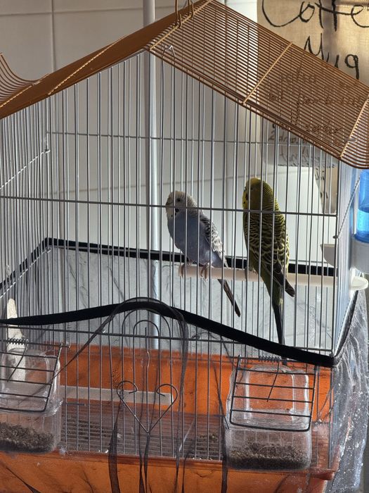 Vendo casal de periquitos