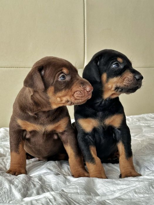 Продаются малыши добермана