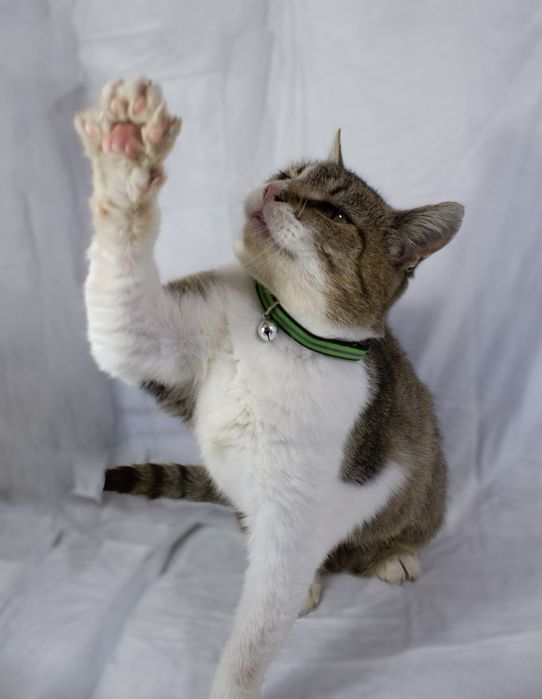 Маруся шукає дім.