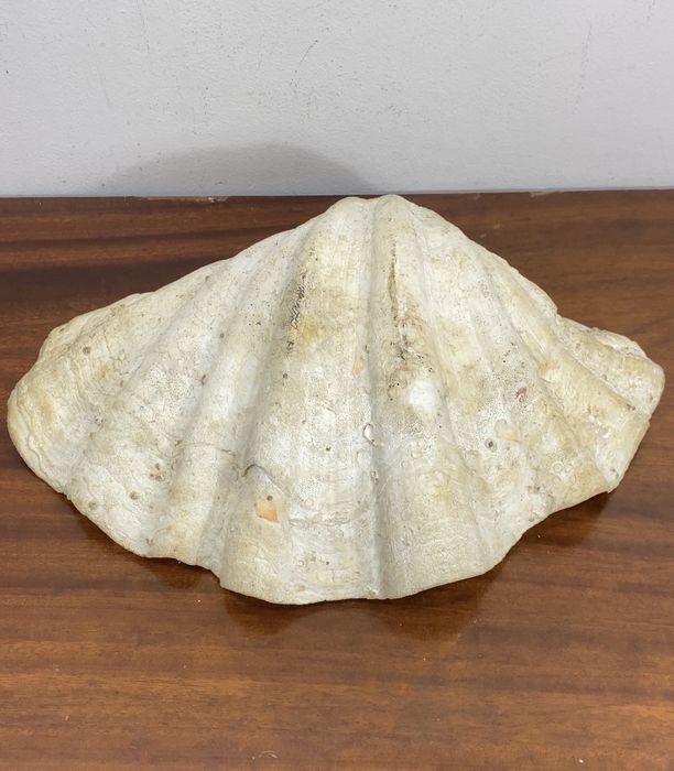 Concha  gigante (Tridacna gigas).