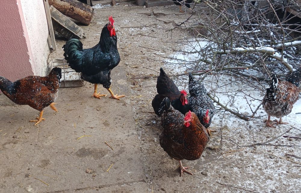 Кури лівенські ситцеві. Курчата .Інкубаційні яйця .