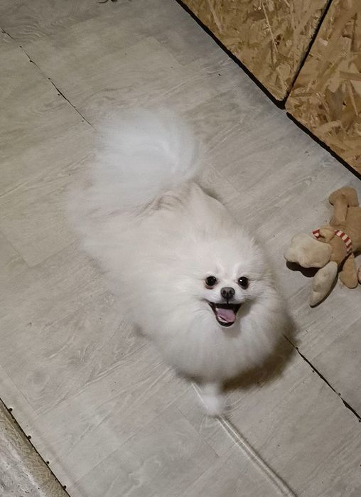 Красивый мальчик молодой Померанский шпиц Белый