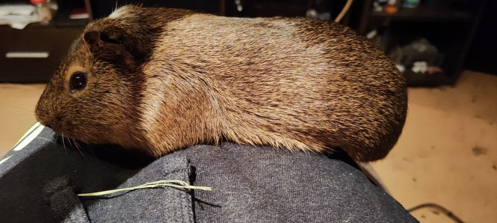 Świnka morska (kapi)