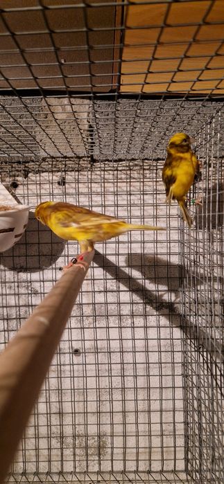 Casais de canarios 2025