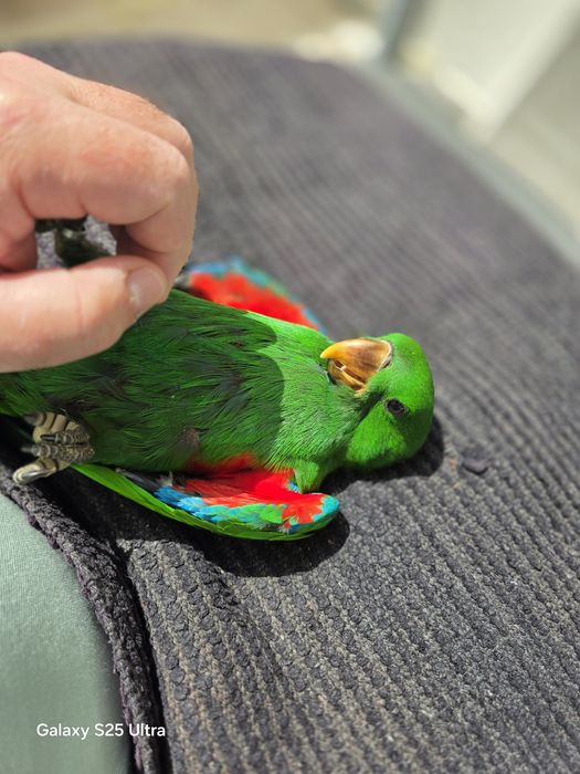 Machinho bebé de papagaio Ecletus