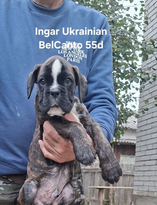 цуценята боксера