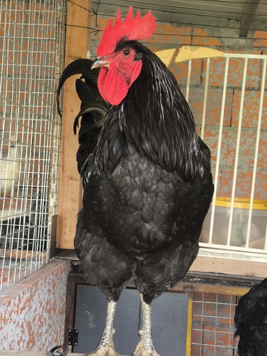 Ovos galados de Jersey gigante