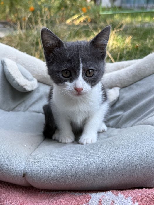 кошенята шукають родину